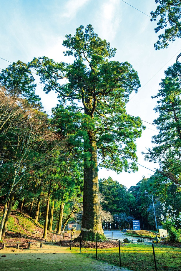 雷神社 / 大杉は幹周り7m、樹高32mと巨大。大イチョウと共に福岡県の天然記念物に指定されている