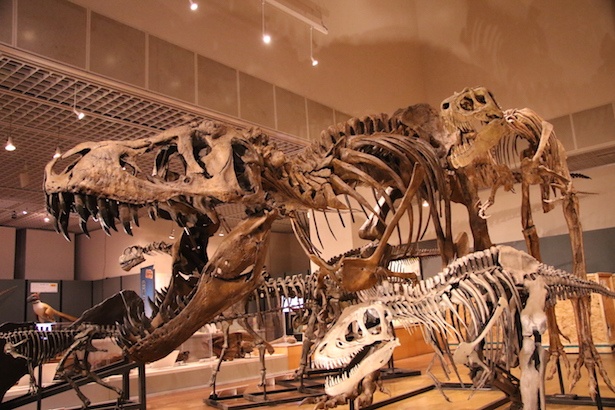 成長段階の異なるティラノサウルス3体