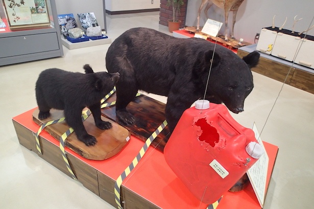 【写真を見る】ツキノワグマのはく製も展示
