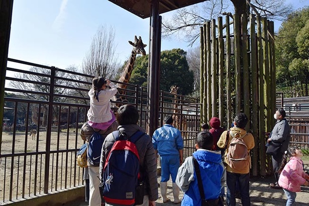 キリンを間近で見ることができる。大迫力のキリンに子どもは大喜び