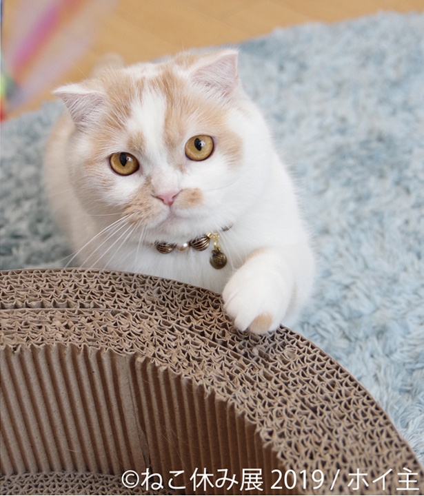 【写真を見る】ちくわみたいなネコ・ホイップクリーム。あだ名はホイちゃん。ツイッターのフォロワー数は27万人を超える超人気者だ