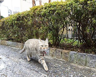 おしゃれな街、横浜・本牧を歩くと出会える！ 気まぐれネコたち