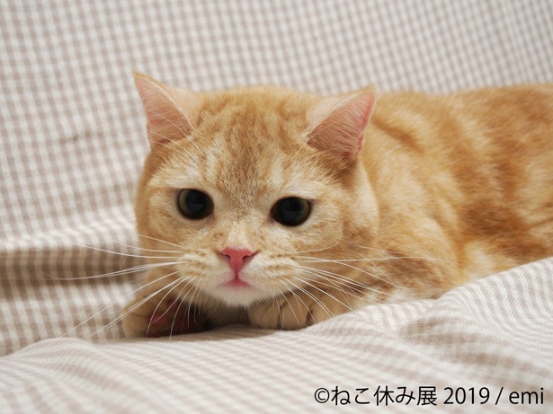 【写真を見る】きゅるんとした目でこちらを見つめるネコちゃん...こんなの反則！
