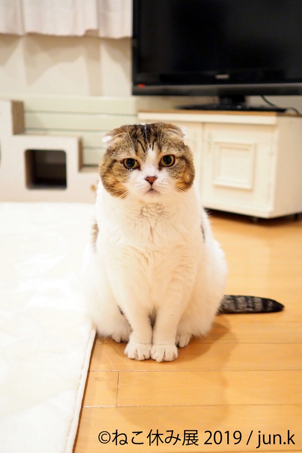 ぺしゃんこになった耳が愛おしい...