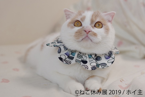 「ちくわみたい」と人気のホイちゃん