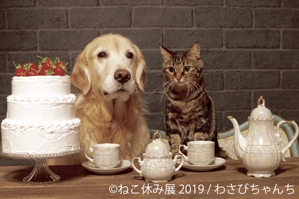 なかよしワンちゃんと一緒にティータイム