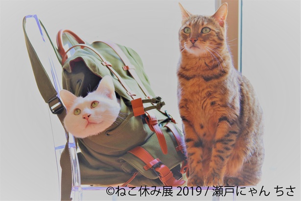 かばんの中にすっぽり！「どうやって出たらいいんだにゃ...」