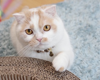 GWのお出かけに！広島で開催される「ねこ休み展」で、にゃんともキュートなネコに癒されよう!!