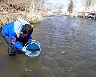 3年後の再会を願ってサケの稚魚を放流！北海道札幌市で「サケ稚魚体験放流」開催