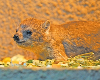 癒し度120パーセント！かわいすぎる動物の赤ちゃんに会いに、富士サファリパークへ!!