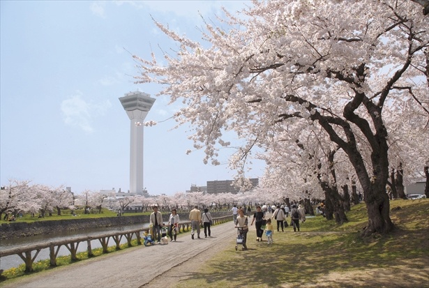 【写真を見る】桜の季節を迎える5月の五稜郭