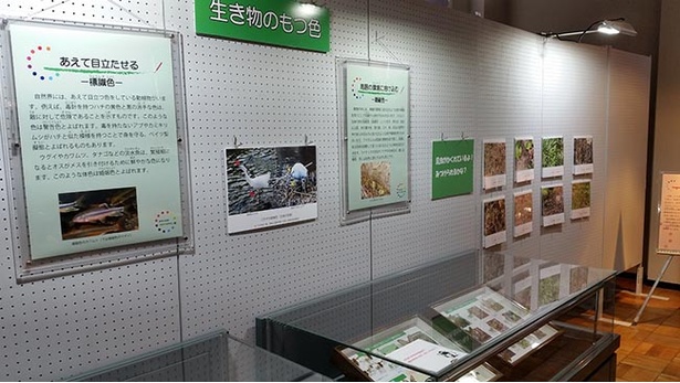 自然と色の関係性についての展示
