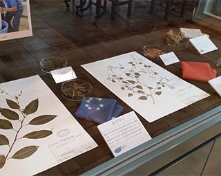 身のまわりにある「色」を紹介！福井県の福井市自然史博物館で「色彩の自然史」開催中