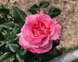 70種・700株のバラが咲き誇るバラ園！宮崎県宮崎市で「バラまつり2019」開催中