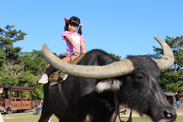 【写真を見る】水牛の背中に乗って園内散歩