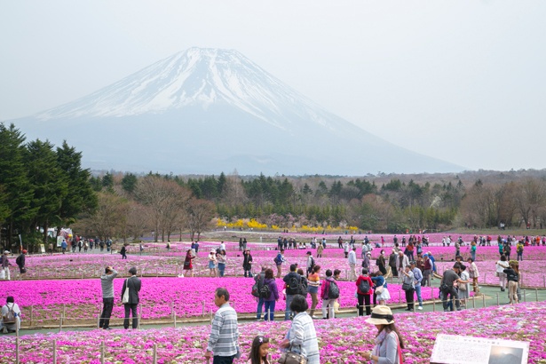 富士芝桜まつり が今年も開幕 富士山麓で楽しむ絶景 花めぐり 1 2 ウォーカープラス