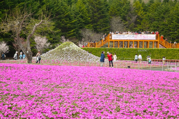 富士芝桜まつり が今年も開幕 富士山麓で楽しむ絶景 花めぐり 1 2 ウォーカープラス