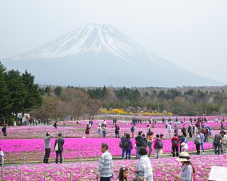 「富士芝桜まつり」が今年も開幕！富士山麓で楽しむ絶景“花めぐり”