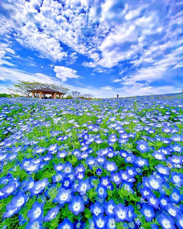 国営海の中道海浜公園(福岡県福岡市)のネモフィラ畑