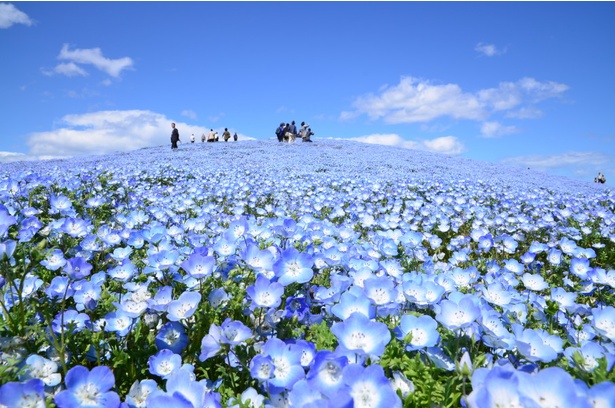 国営ひたち海浜公園(茨城県)の「みはらしの丘」のネモフィラ