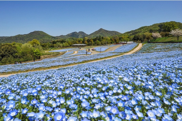 国営讃岐まんのう公園(香川県仲多度郡)のネモフィラ花畑