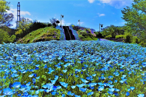 くりはま花の国(神奈川県横須賀市)のネモフィラ・天空の花畑。開花は4月中旬と例年よりもやや早めだ