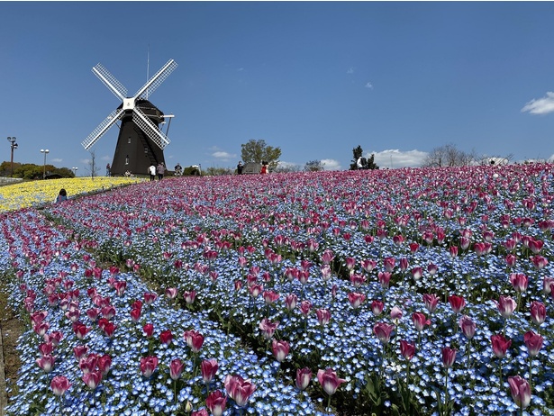 花博記念公園 鶴見緑地(大阪府・大阪市)の風車の丘にあるネモフィラ畑。見頃は4月上旬～中旬とのこと