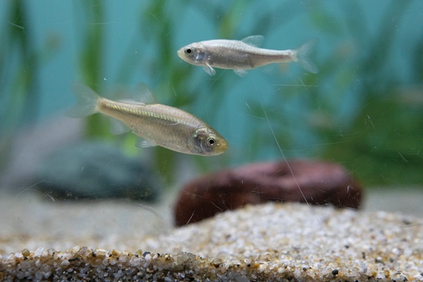 カワバタモロコは小川に生息する希少淡水魚。外来種の拡散などにより絶滅危惧種に
