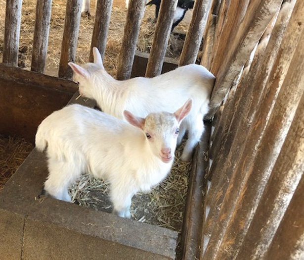 東海地方の動物園に続々 生まれたて 新入りのアニマルに会いに行こう ウォーカープラス