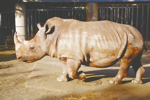 画像9 17 東海地方の動物園に続々 生まれたて 新入りのアニマルに会いに行こう ウォーカープラス