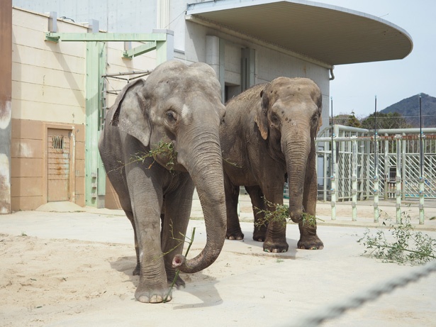 画像11 17 東海地方の動物園に続々 生まれたて 新入りのアニマルに会いに行こう ウォーカープラス