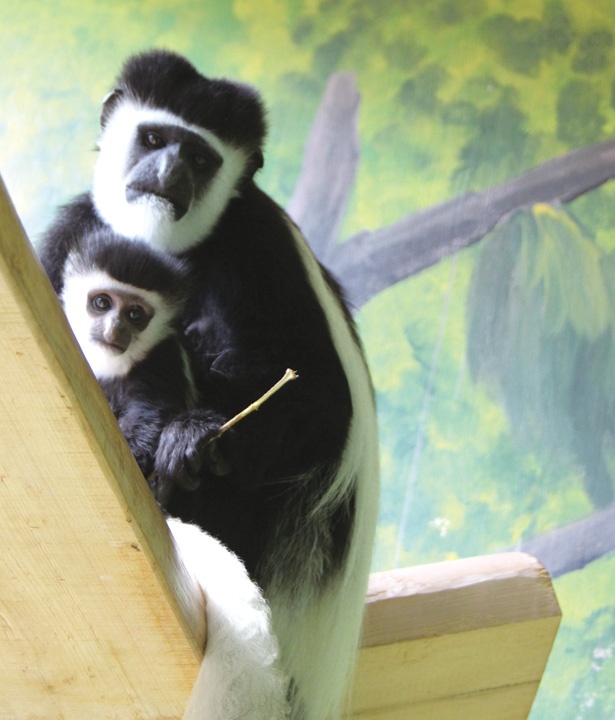 画像15 17 東海地方の動物園に続々 生まれたて 新入りのアニマルに会いに行こう ウォーカープラス