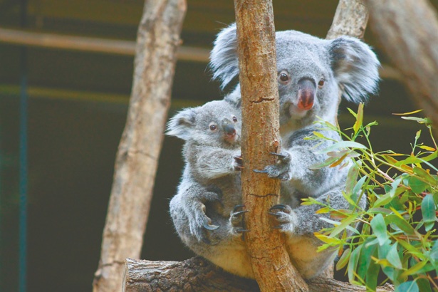 東海地方の動物園に続々 生まれたて 新入りのアニマルに会いに行こう ウォーカープラス