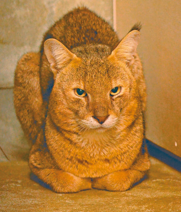 耳の先の黒い毛がチャームポイントのジャングルキャットのカイリヤ(オス)。朝早くや夕方は室内に戻ることがあるので、11時～から14時ごろの見学がおすすめ！ / 東山動植物園