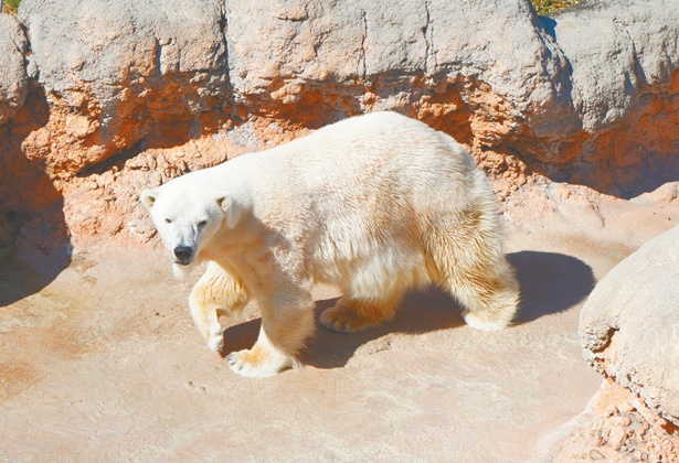 画像13 17 東海地方の動物園に続々 生まれたて 新入りのアニマルに会いに行こう ウォーカープラス