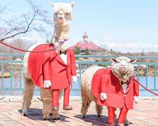 GW限定！那須りんどう湖レイクビューでスーツ姿のアニマル園長がお出迎え