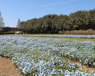 15万本のネモフィラと3万本のチューリップの共演！茨城県でネモフィラが開花