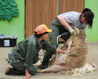 ヒツジの毛刈りが楽しめる恒例のイベント！東武動物公園でヒツジの毛刈りタイム開催