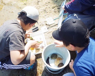 磯の生き物を採集して水族館に展示できる！和歌山県白浜水族館で磯採集体験開催