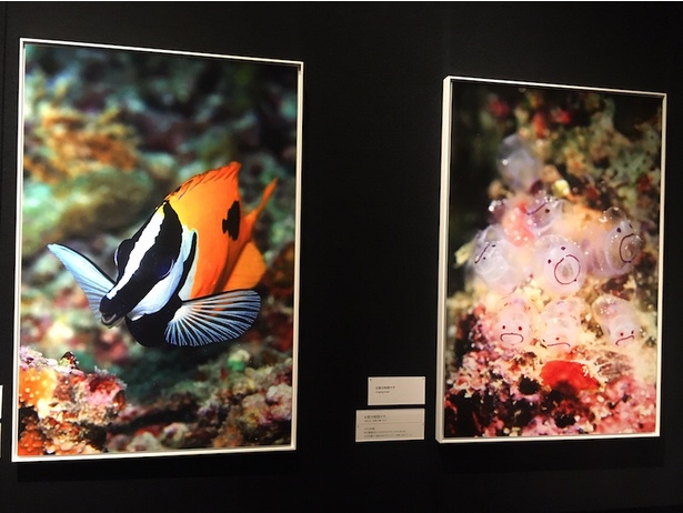 水中や海を中心に撮影する写真家、中村征夫の展覧会