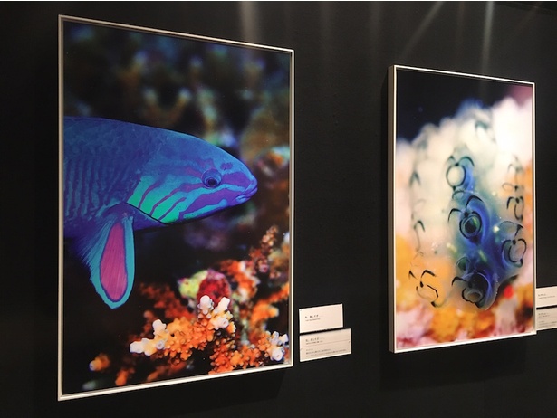 海中の生き物たちの“顔”を紹介！長崎県壱岐市立一支国博物館で中村征夫