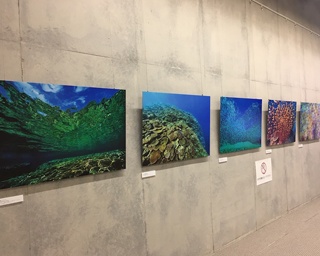 海中の生き物たちの“顔”を紹介！長崎県壱岐市立一支国博物館で中村征夫写真展開催