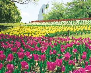ファミリーのおでかけにおすすめ！春の万博記念公園は、太陽の塔を背景に一面の花畑が