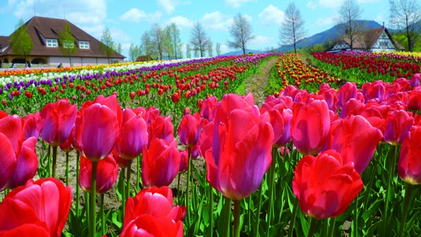 約120種類・13万本の色とりどりのチューリップが花畑に咲き誇り、絵画のような美しさ/滋賀農業公園ブルーメの丘