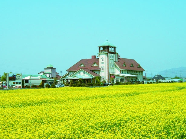 約2000平方メートルに約20万本の菜の花が咲き誇る/R307道の駅 あいとうマーガレットステーション