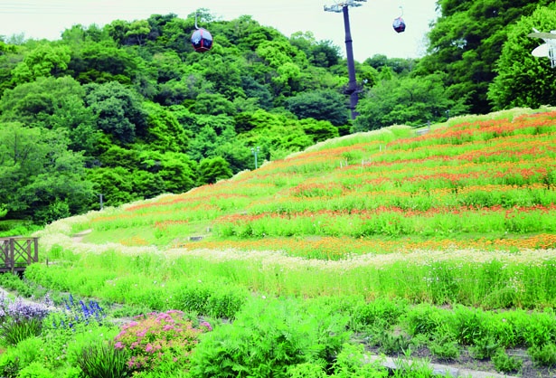 画像1 3 子供が大喜び ロープウェイに乗って行く 神戸布引ハーブ園 でポットマリーゴールドが見ごろ ウォーカープラス