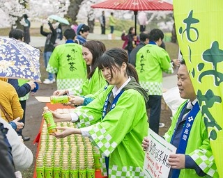 満開の桜の下でお茶と共に日本文化を堪能！函館・五稜郭で「お～いお茶」30周年イベント開催