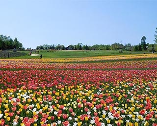 185品種24万球のチューリップがお出迎え！北海道札幌市「チューリップ・すずらんフェスタ」