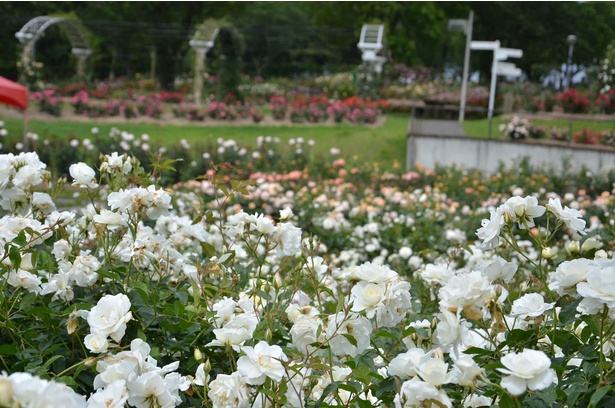 【写真を見る】広大な園内に植えられた色とりどりのバラが咲き誇る最高の季節 