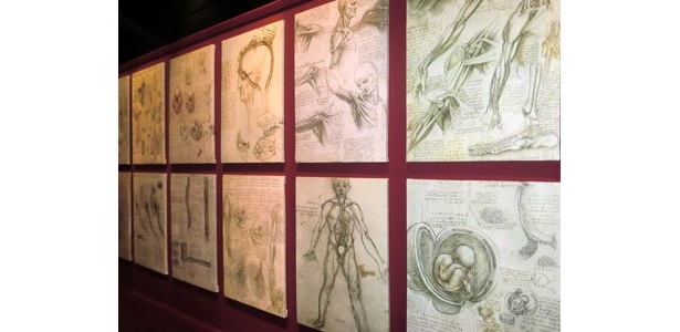 その精密さに思わずため息ももれる人体解剖図